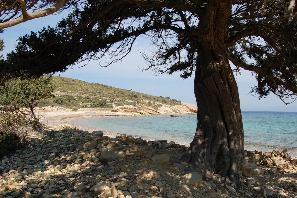 Calypso * İlipsi